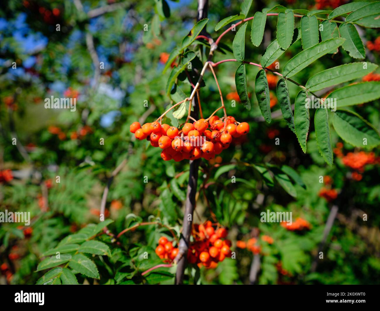 Baies sur un arbre de rowan. Journée chaude en été. Baies rouges sur une cendre de montagne ou rowan, Sorbus aucuparia. Banque D'Images