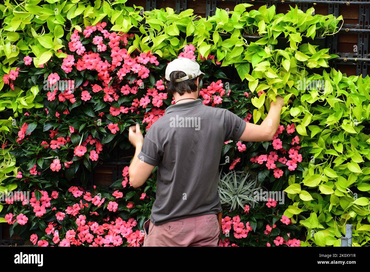 Une personne qui tend à des fleurs sur un jardin vertical Banque D'Images