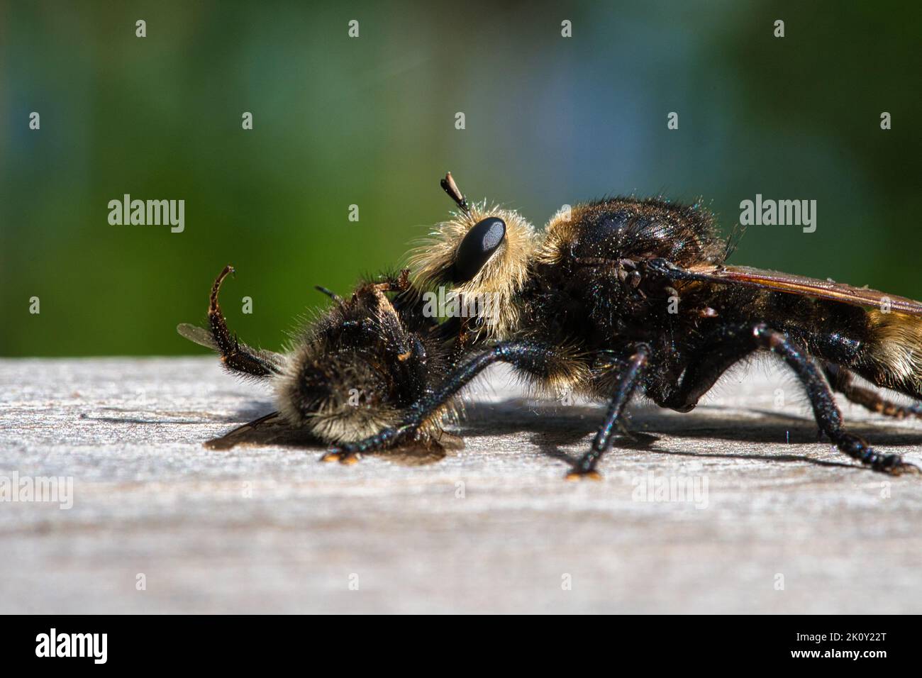 Mouche de meurtre jaune ou mouche jaune avec un bourdon comme proie. L'insecte est aspiré par le chasseur. Des poils noirs jaunes couvrent le chasseur. Macro sh Banque D'Images