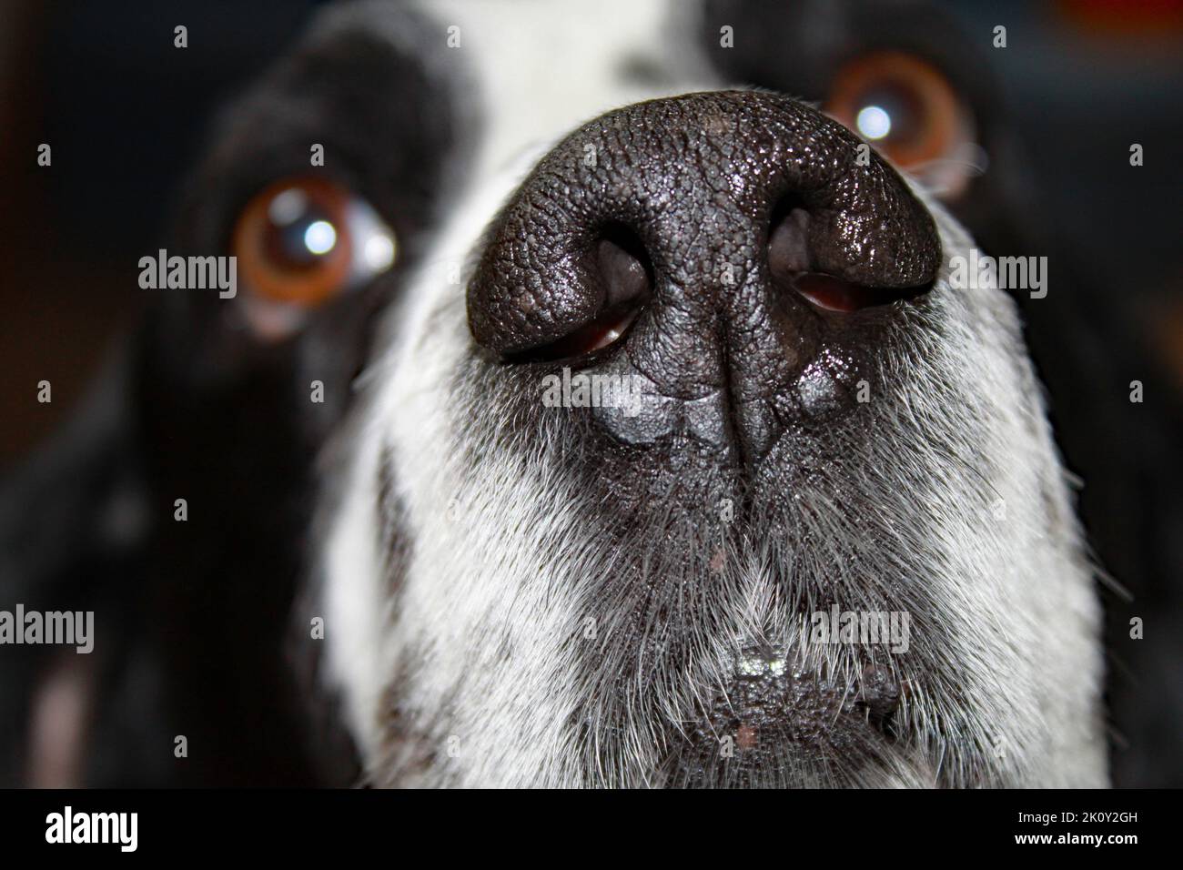 Springer Spaniel anglais noir et blanc gros plan du nez regardant la caméra Banque D'Images