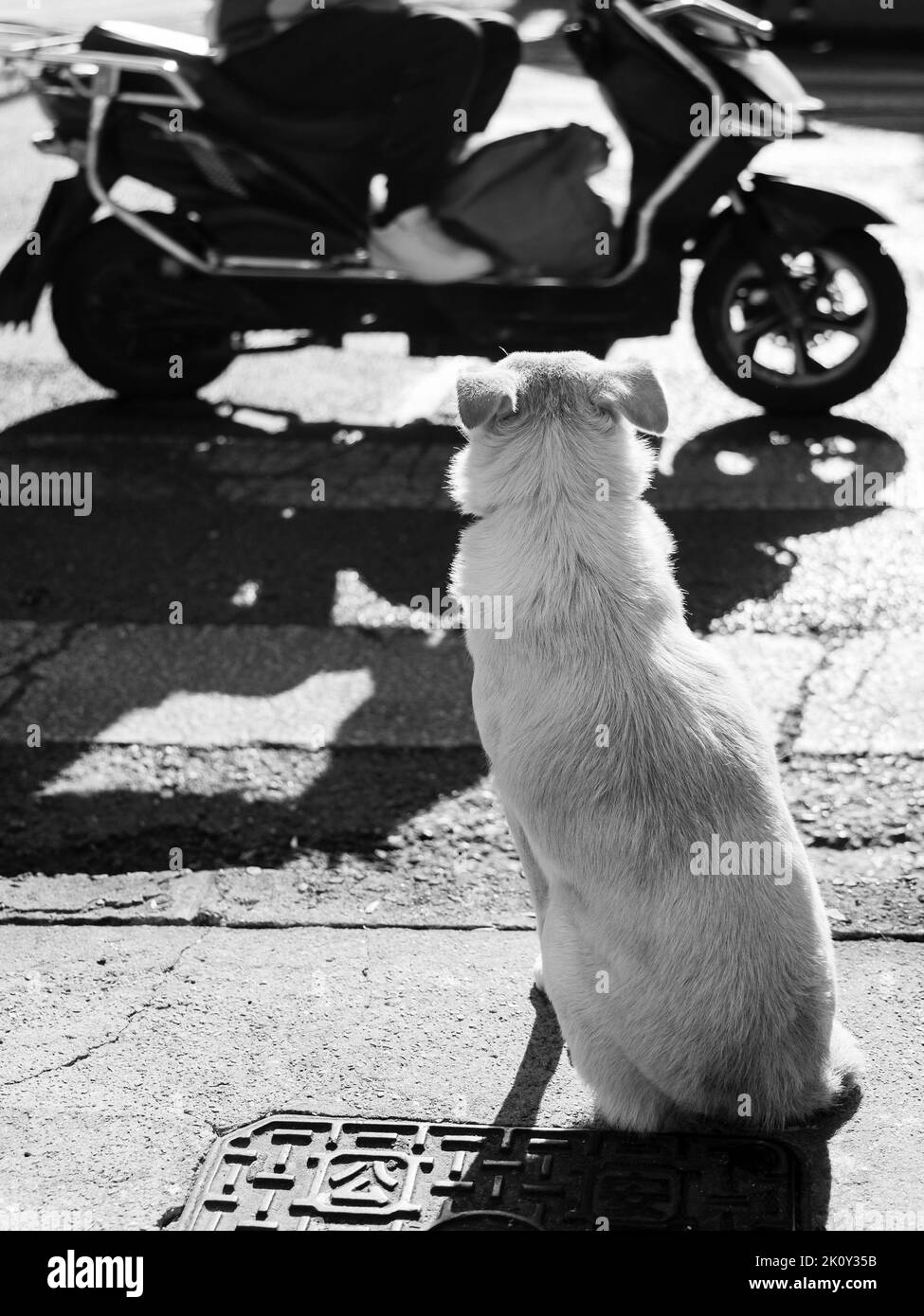 Un cliché gris vertical d'un chien blanc dans la rue avec une moto noire passant Banque D'Images