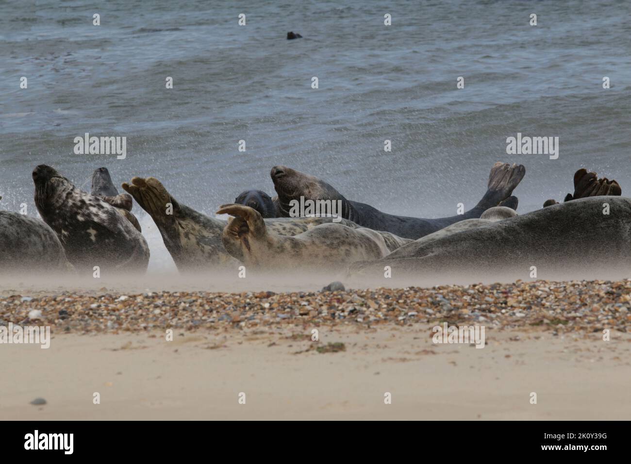 Le sable passe au-delà d'un groupe de joints gris en appui Banque D'Images
