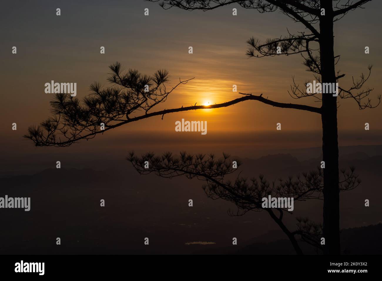 Silhouette de pin au lever du soleil. Résumé nature paysage arrière-plan. Banque D'Images