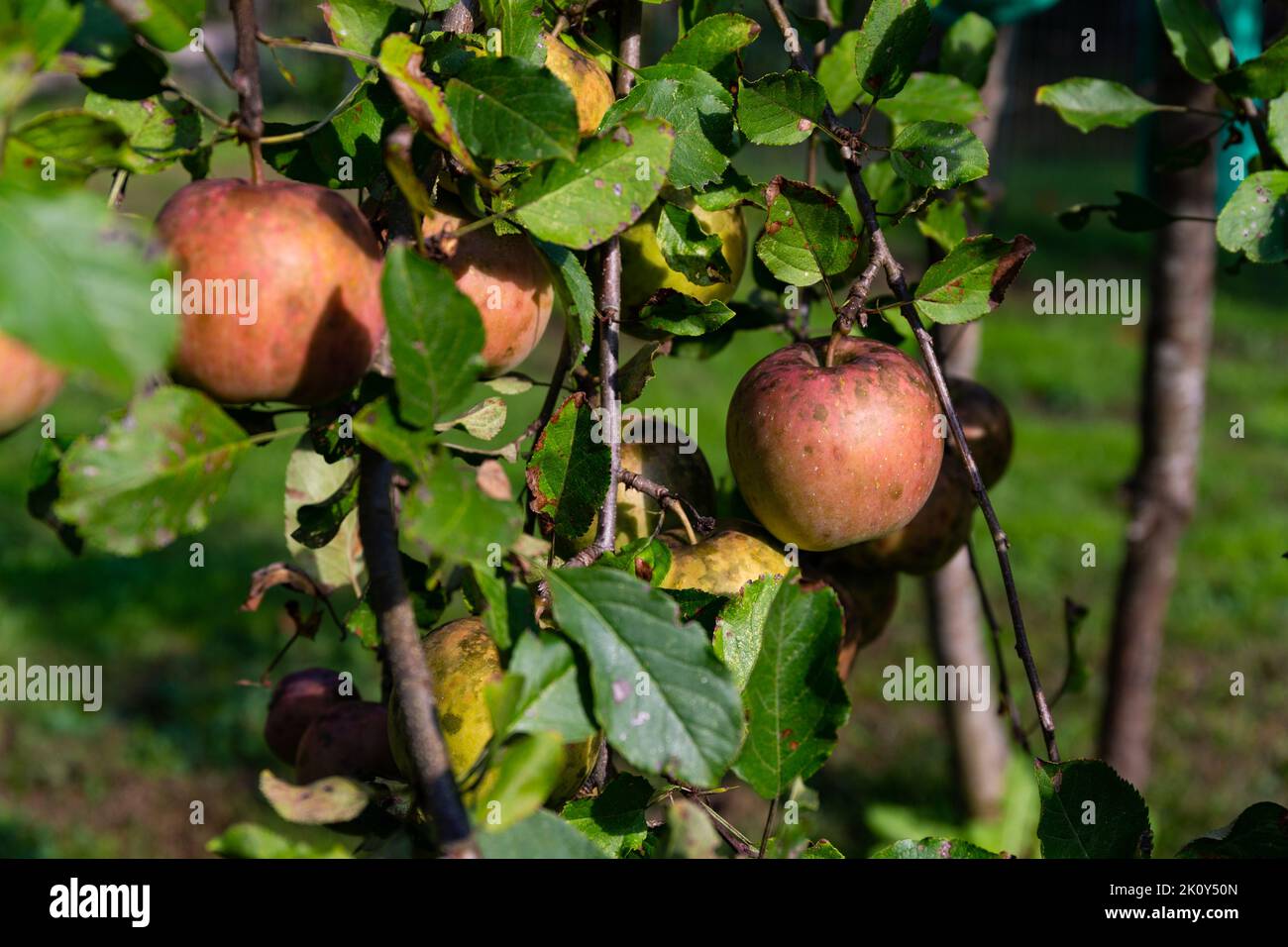 Plusieurs pommes de jardin à la maison avec champignon et maladie en été. Banque D'Images