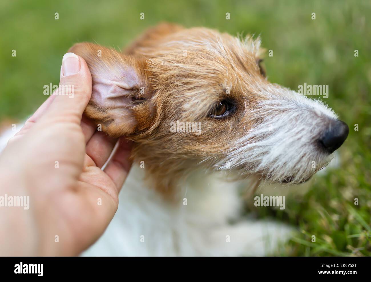 Le propriétaire vérifie les oreilles de son adorable chien en fourrure pour le nettoyage. Concept de soins et de santé pour animaux de compagnie. Banque D'Images