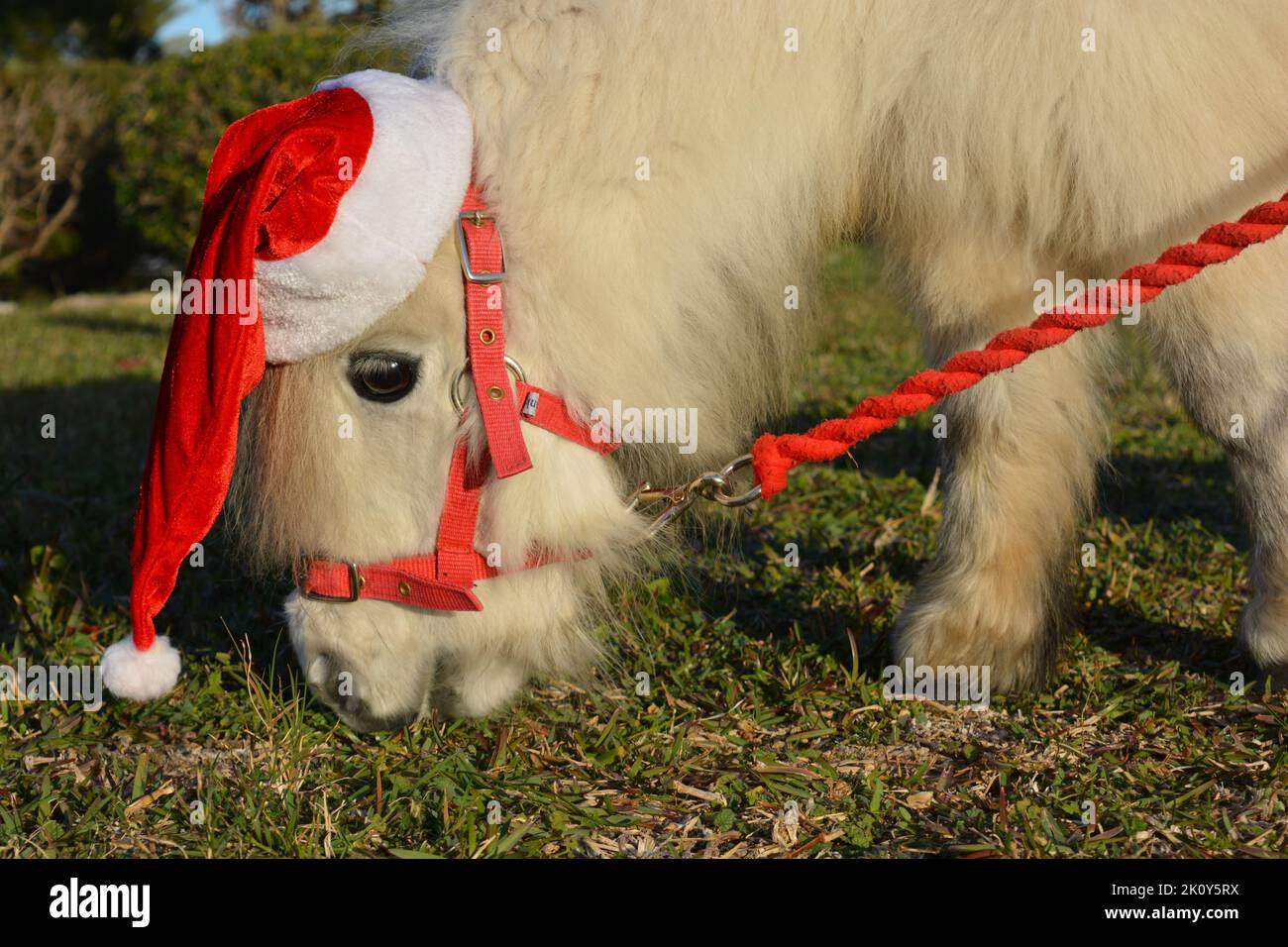 Animaux de Noël. Falabella cheval miniature portant un joli chapeau de père Noël Banque D'Images