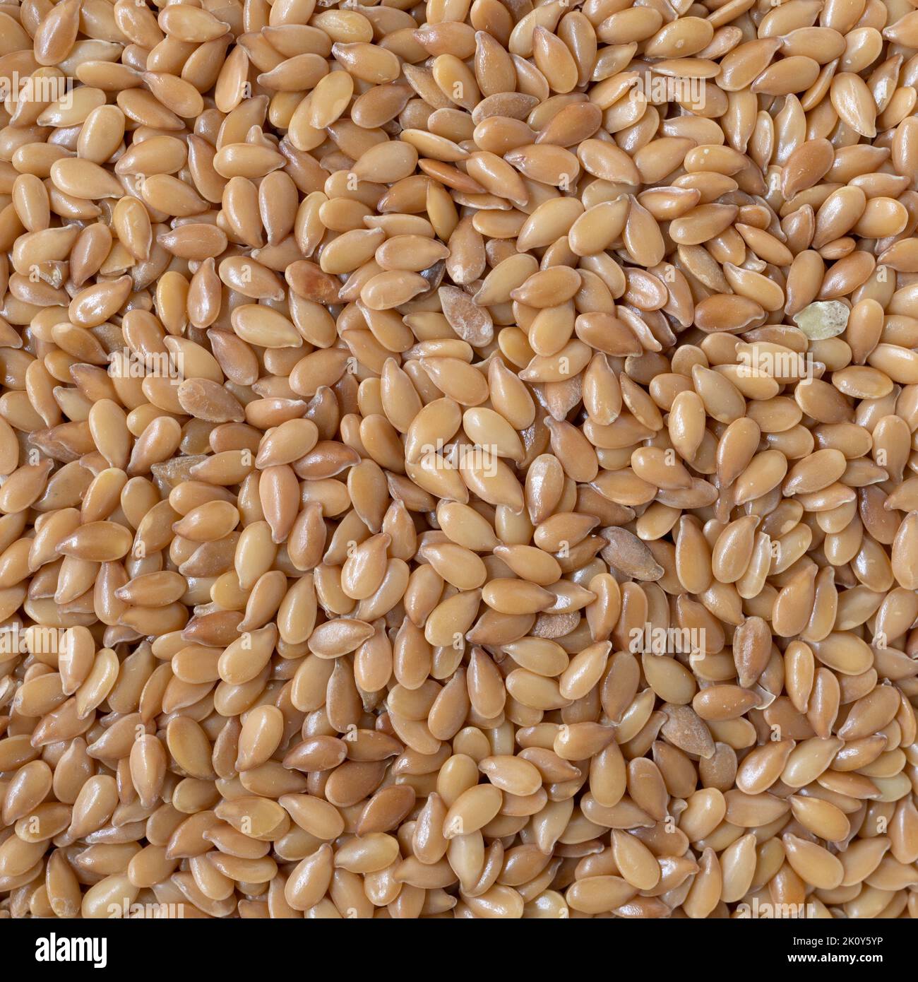 Vue très rapprochée des graines de lin illuminées par un éclairage naturel. Banque D'Images