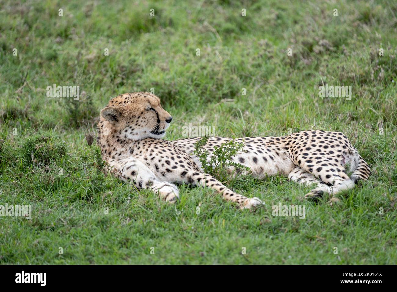 Kenya, Naibosho, 2022-02-12. Une guépard se trouve dans l'herbe. Photographie par Alexander BEE / Hans Lucas. Banque D'Images