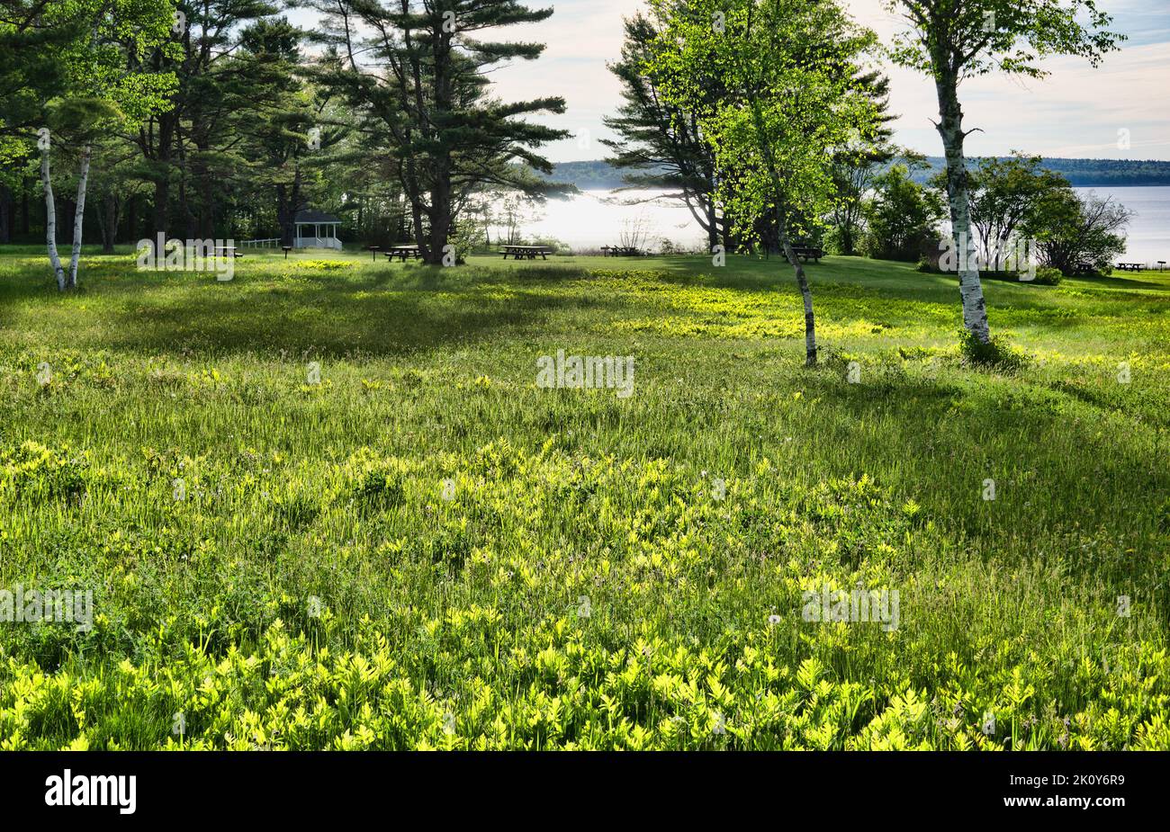 Vue sur les arbres et la pelouse à côté de la rive d'un parc national dans le Maine dans la lumière du matin. Banque D'Images