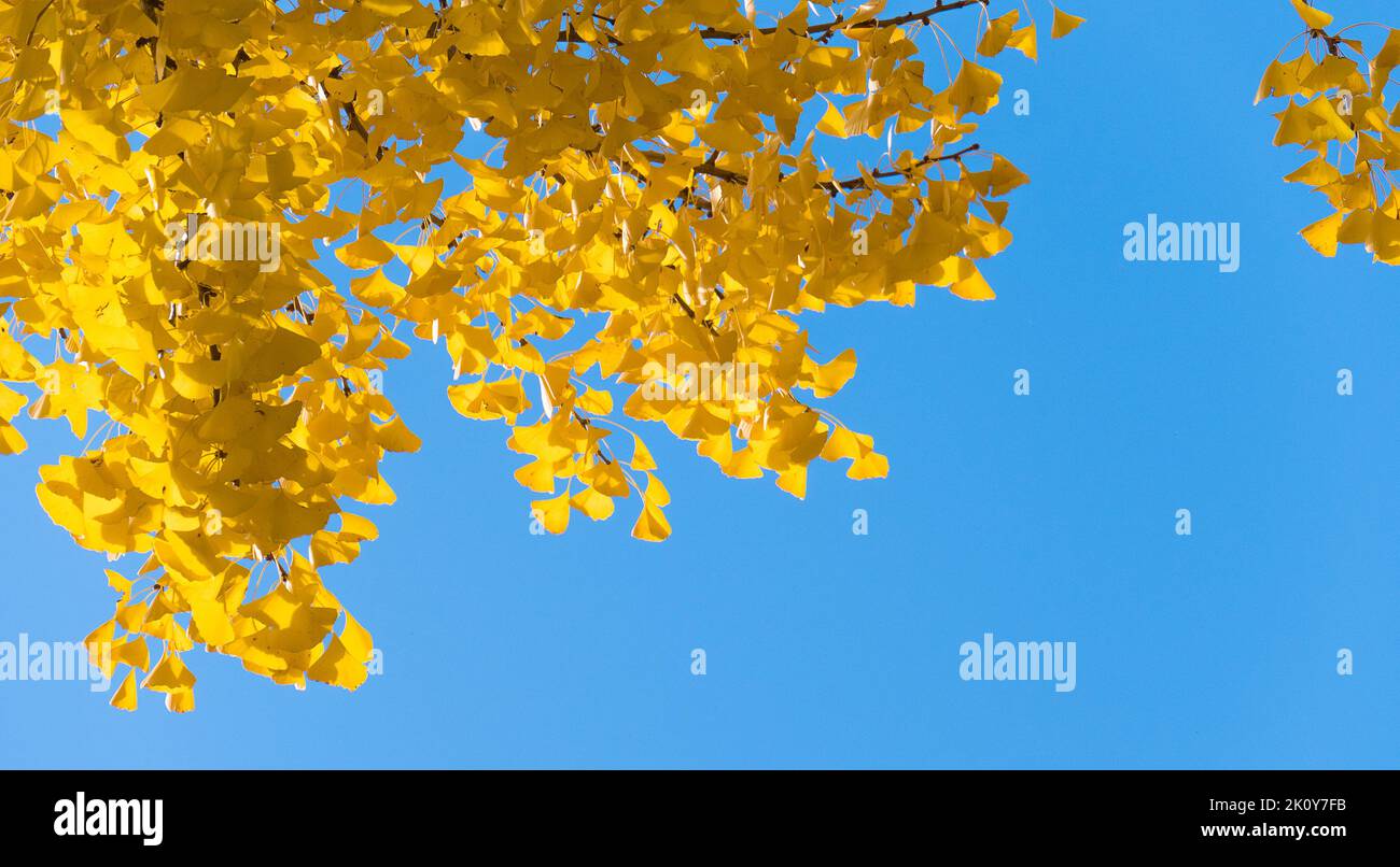 Arbre ginkgo jaune sur ciel bleu en automne avec arrière-plan de l'espace de copie. Banque D'Images