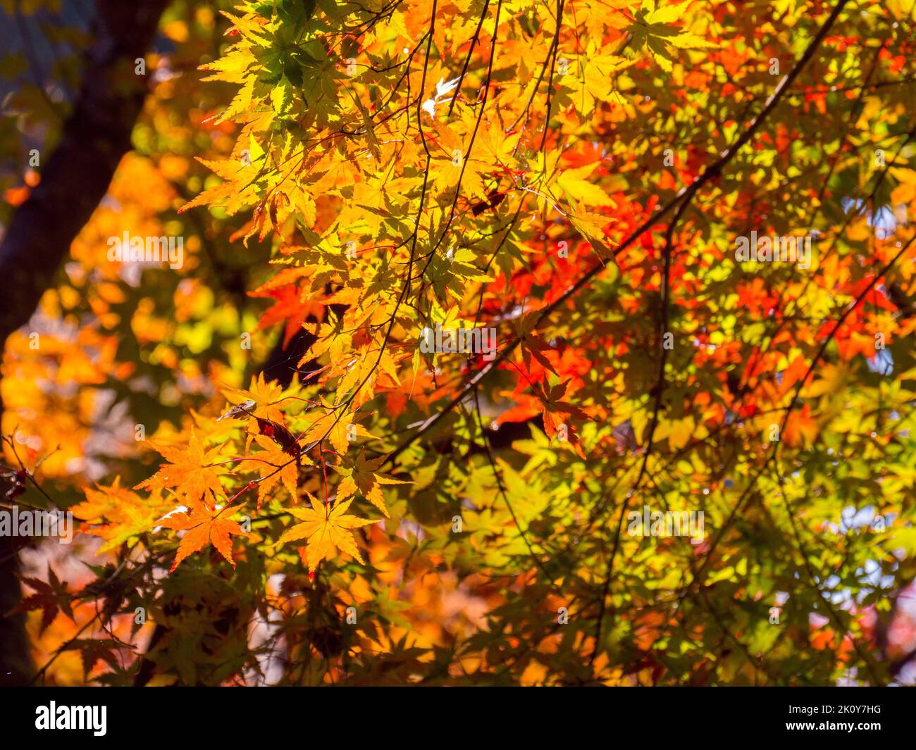 Feuilles d'érable colorées avec lumière du soleil en automne. Banque D'Images