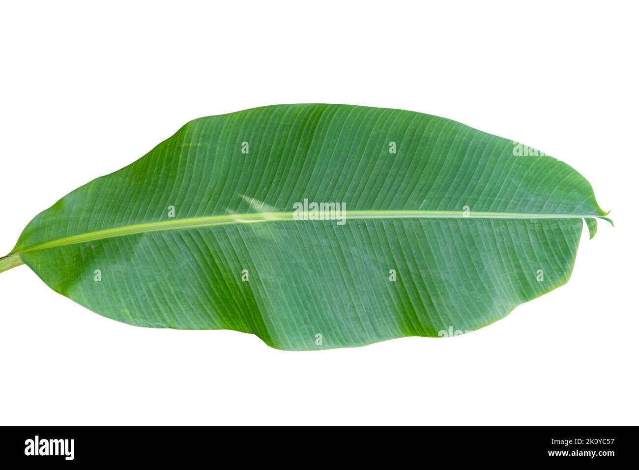 La feuille de banane verte isolée sur fond blanc inclut un chemin de coupure. Banque D'Images