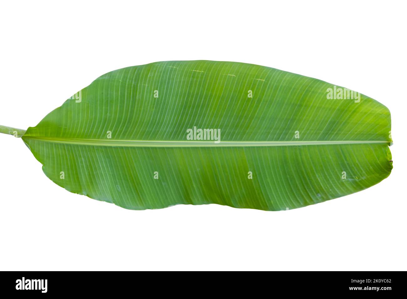 La feuille de banane verte isolée sur fond blanc inclut un chemin de coupure. Banque D'Images