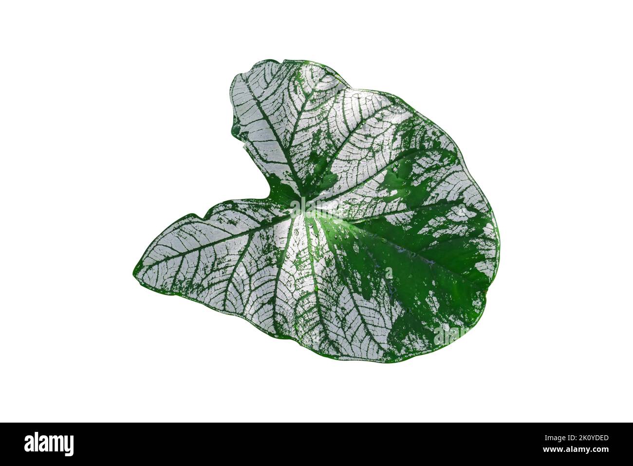 Feuille tropicale isolée sur fond blanc, y compris un chemin d'écrêtage. Monstera plante feuilles Banque D'Images