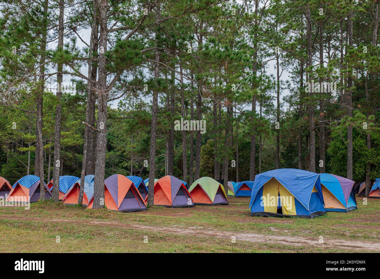 Tentes zone de camping dans le parc de pins. Paysage zone naturelle avec pin et herbe verte. Banque D'Images