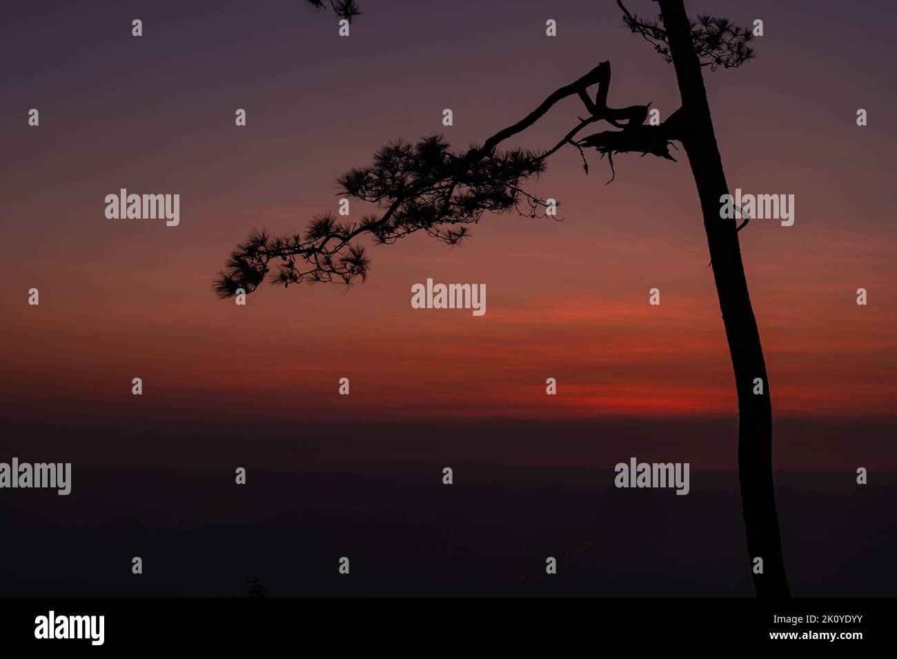 Silhouette de pin au lever du soleil. Résumé nature paysage arrière-plan. Banque D'Images