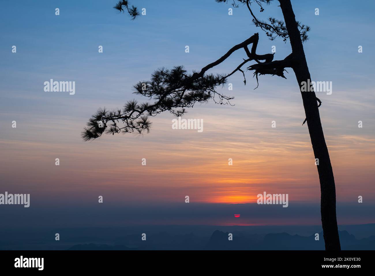 Silhouette de pin au lever du soleil. Résumé nature paysage arrière-plan. Banque D'Images