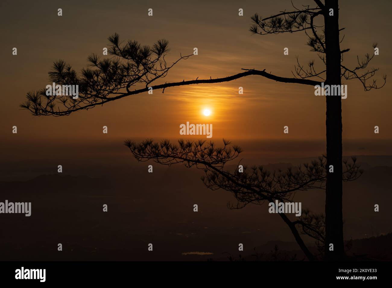 Silhouette de pin au lever du soleil. Résumé nature paysage arrière-plan. Banque D'Images