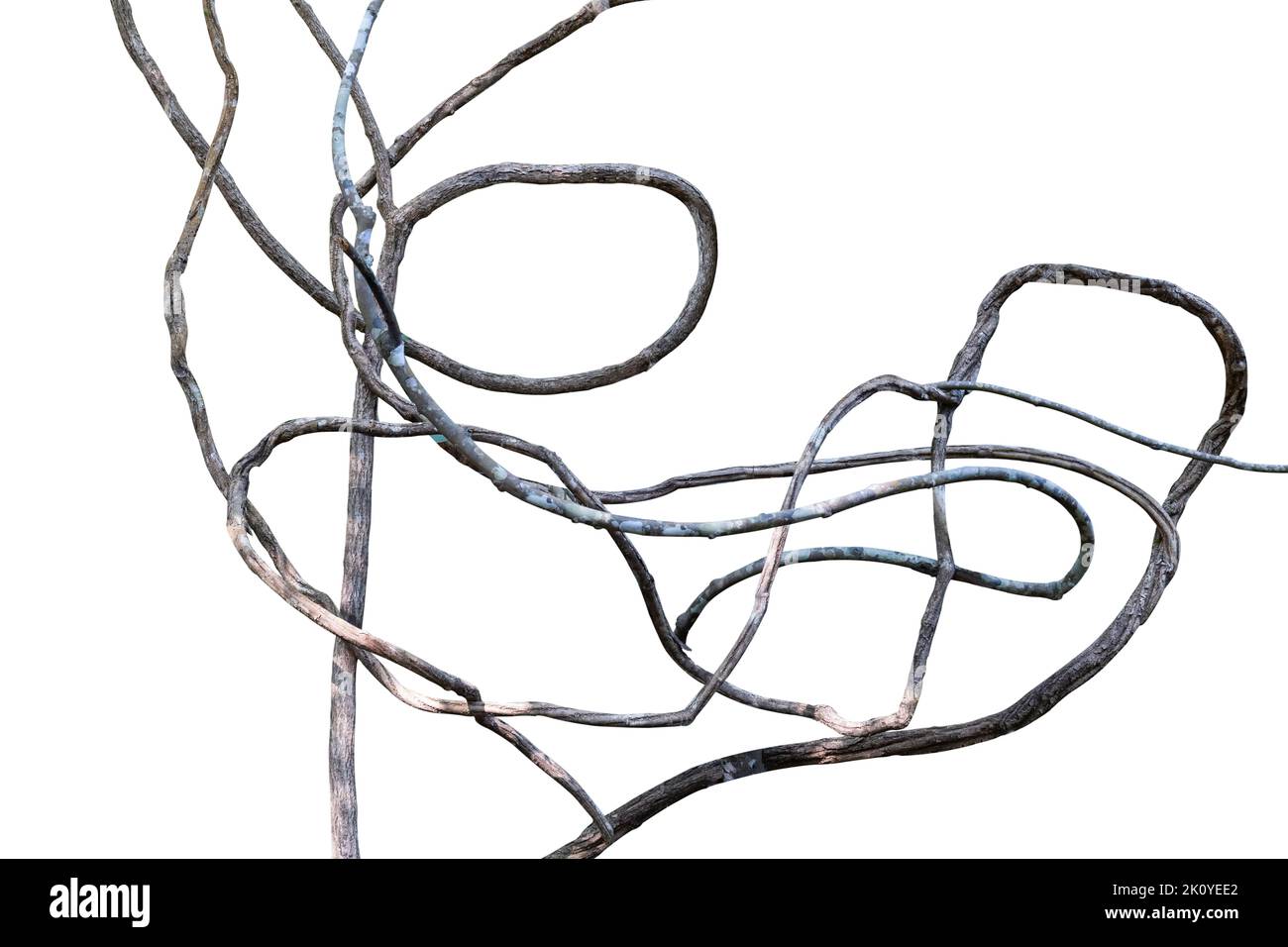 Vigne isolée sur fond blanc avec masque. Branche de liana de jungle torsadée en spirale Banque D'Images