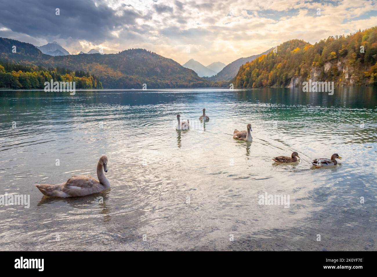 Cygne sauvage à Alpsee près de Neuschwanstein à l'automne, Alpes bavaroises, Allemagne Banque D'Images