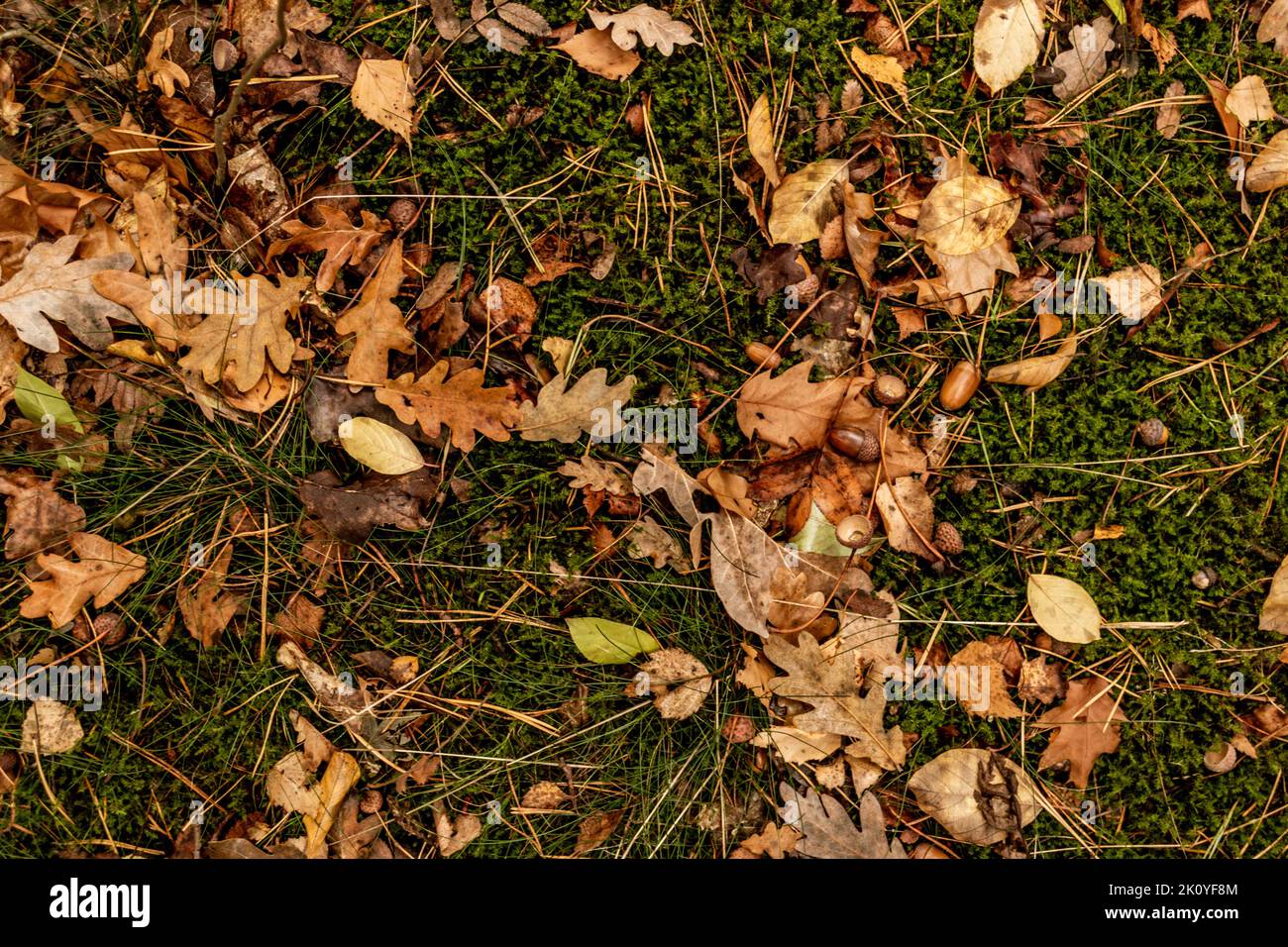 Des feuilles de chêne et des glands tombés sur le sol en automne Banque D'Images