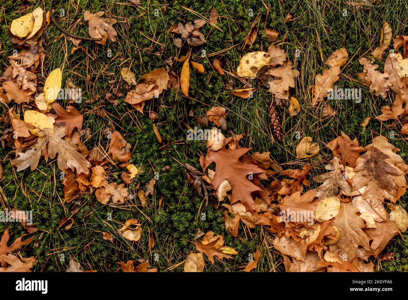 Des feuilles de chêne et des glands tombés sur le sol en automne Banque D'Images