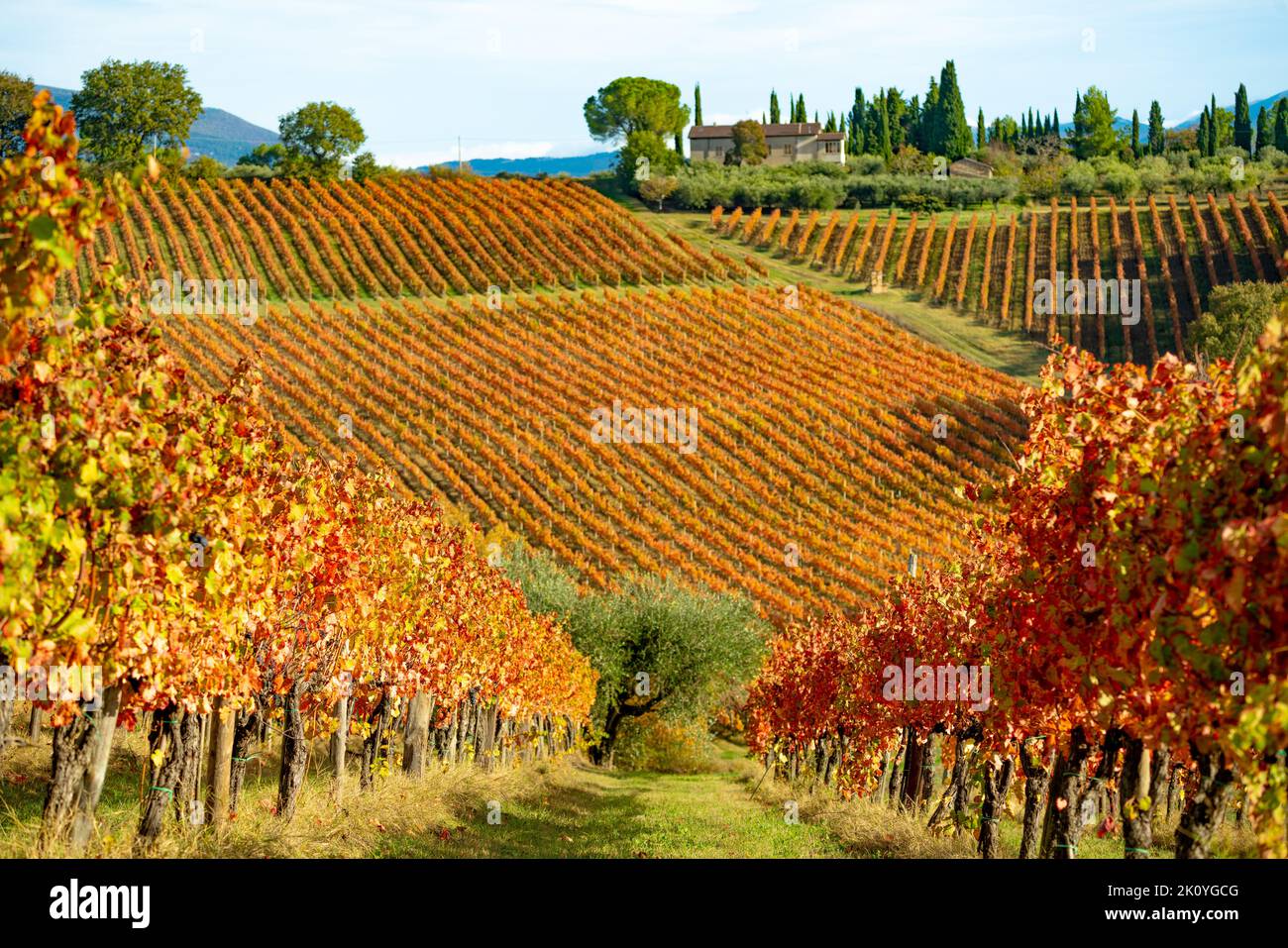 Vignobles de Sagrantino en automne, Montefalco, Ombrie, Italie. Banque D'Images