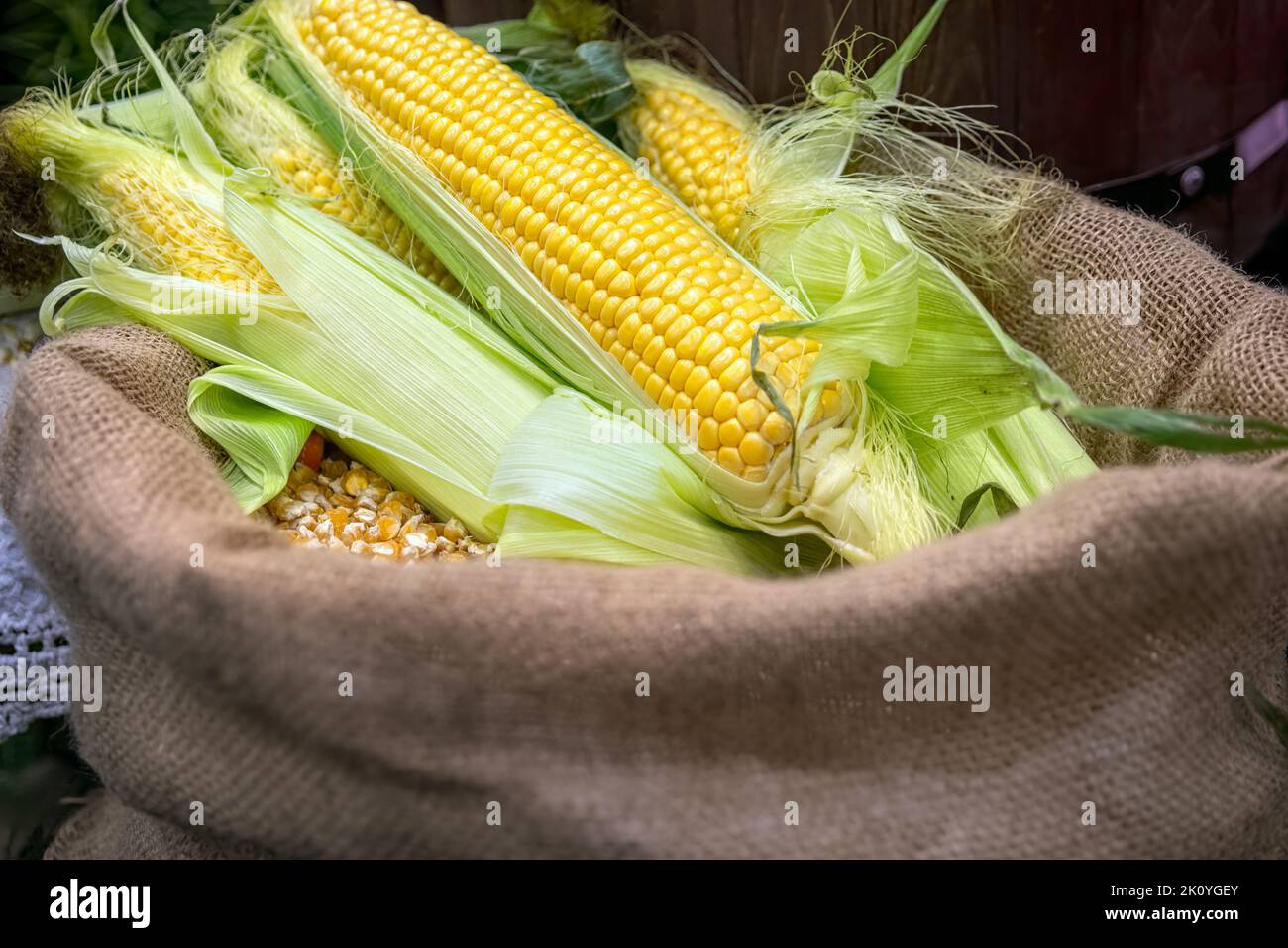 Le maïs frais sur l'épi repose sur un sac de grains de maïs mûrs. Récolte du maïs. Banque D'Images
