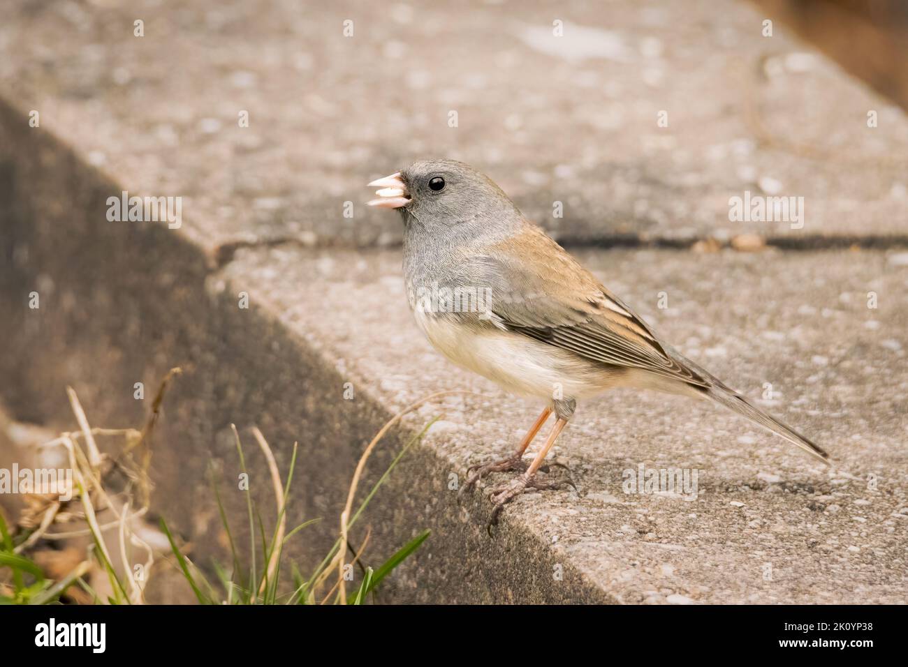Gros plan sur une femelle à œil foncé junco se nourrissant d'un peu de noix dans mon arrière-cour Banque D'Images