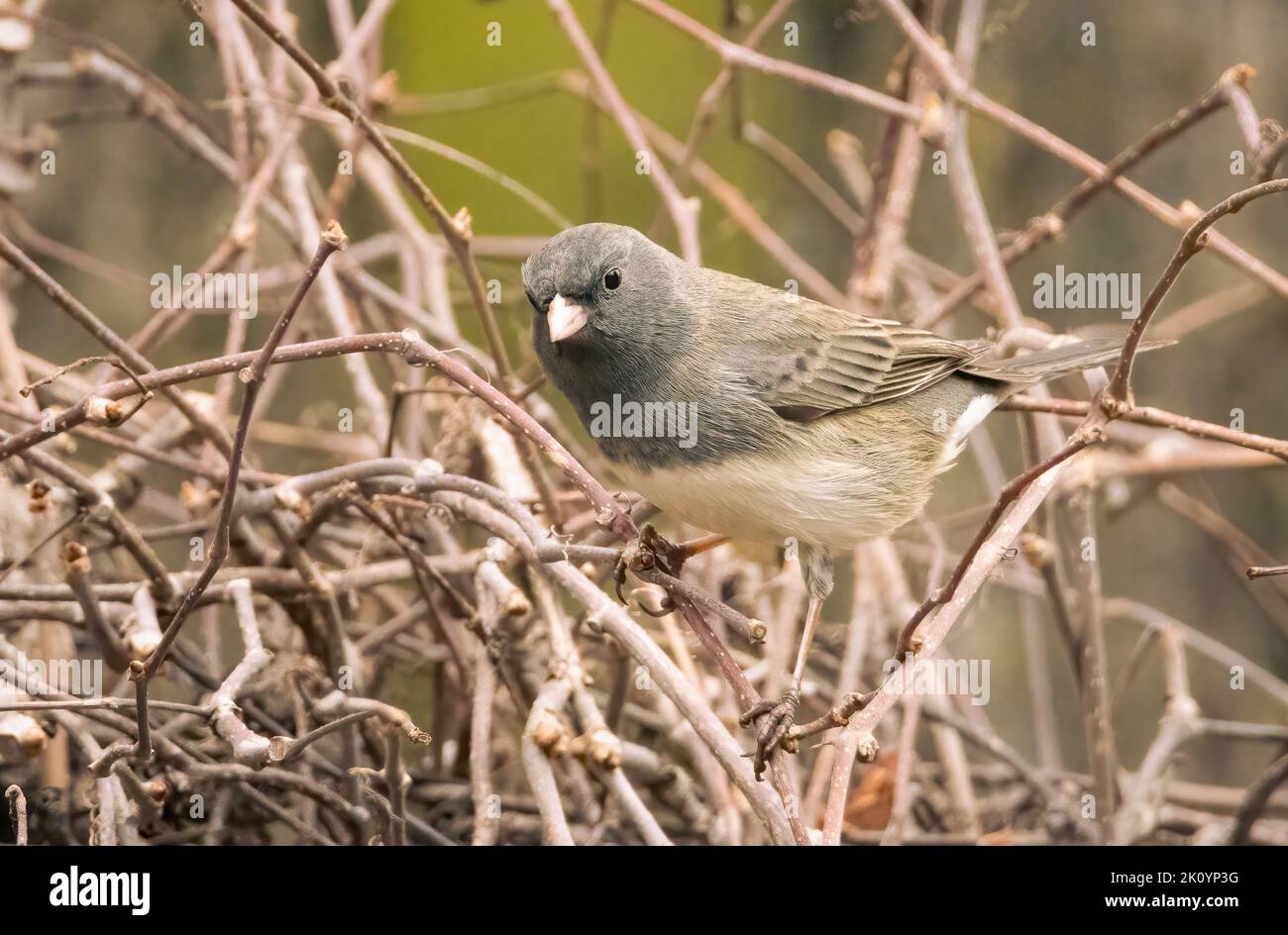 junco, petite femme aux yeux sombres, perchait la vigne dans mon jardin Banque D'Images