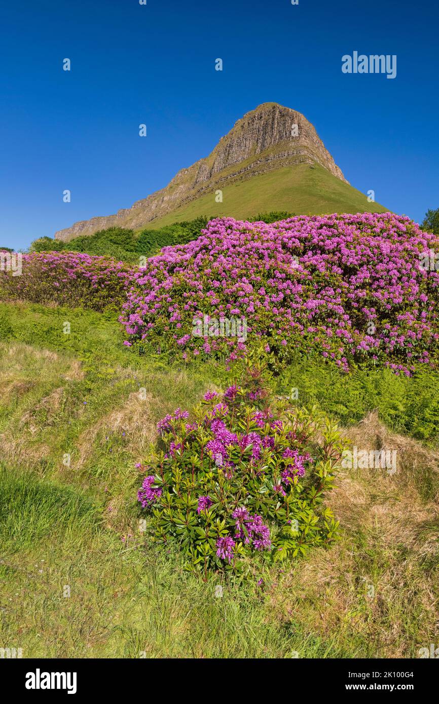 Irlande, Comté de Sligo, Gortarowey, Ben Bulben montagne avec rhododendrons en premier plan. Banque D'Images