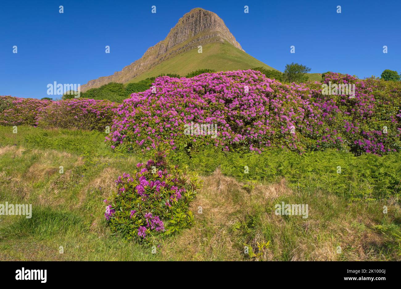 Irlande, Comté de Sligo, Gortarowey, Ben Bulben montagne avec rhododendrons en premier plan. Banque D'Images