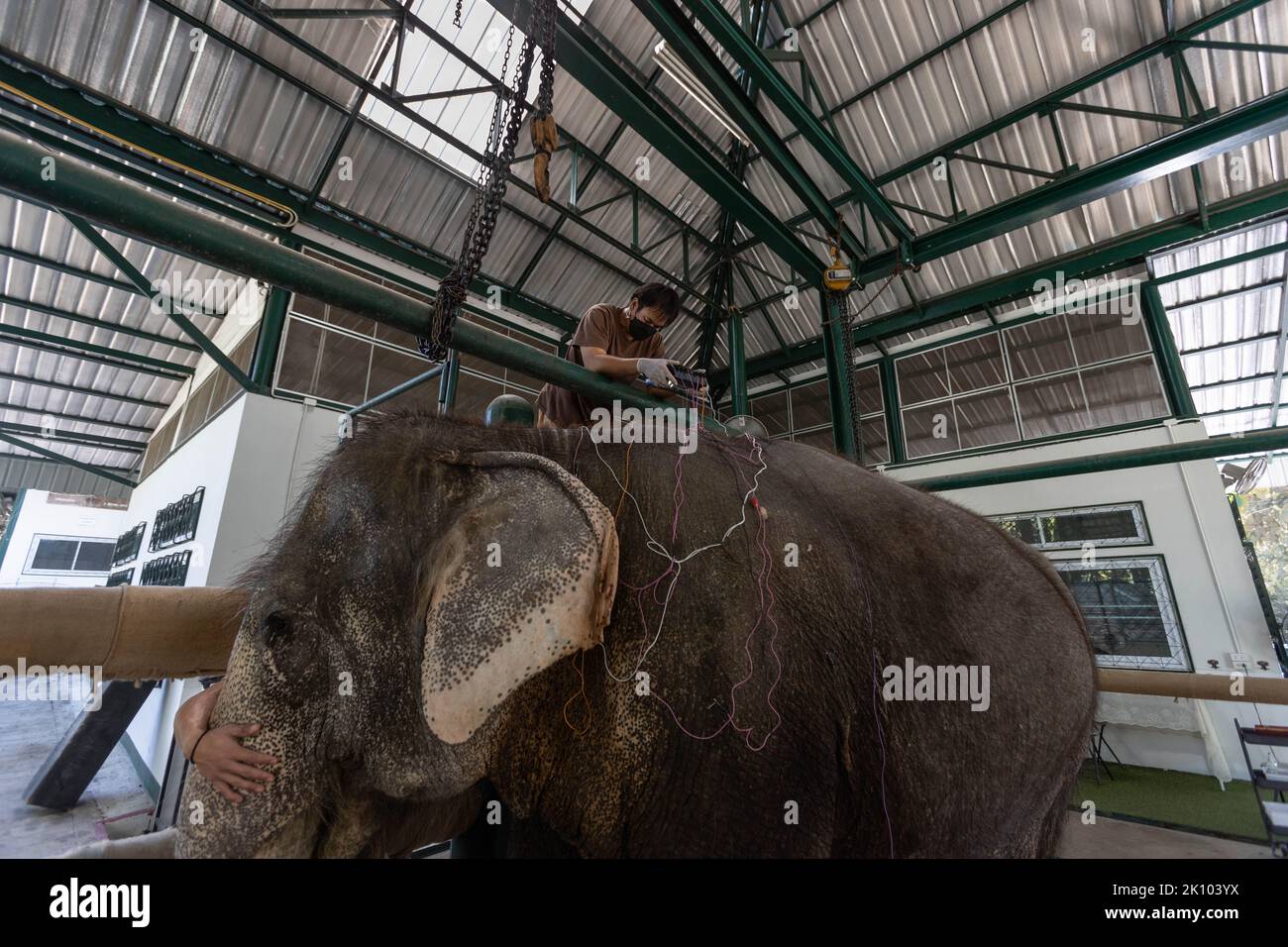 Lampang, Thaïlande. 10th janvier 2022. Elephant Chand Nuan reçoit un traitement d'électroacupuncture aux amis de l'hôpital asiatique des éléphants. L'hôpital des amis de l'éléphant d'Asie, dans le nord de la Thaïlande, est le premier hôpital d'éléphants au monde. Depuis 1993, il a traité les éléphants avec des maladies allant des infections oculaires aux blessures par mines terrestres. (Image de crédit : © Ana Norman Bermudez/SOPA Images via ZUMA Press Wire) Banque D'Images