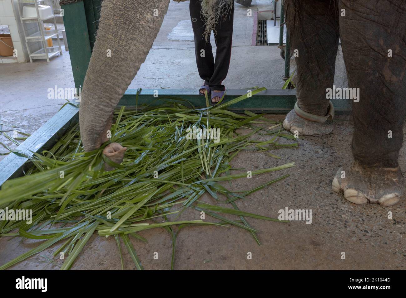 Lampang, Thaïlande. 10th janvier 2022. Elephant Chand Nuan mange de l'herbe dans son enceinte aux amis de l'hôpital asiatique des éléphants. L'hôpital des amis de l'éléphant d'Asie, dans le nord de la Thaïlande, est le premier hôpital d'éléphants au monde. Depuis 1993, il a traité les éléphants avec des maladies allant des infections oculaires aux blessures par mines terrestres. (Image de crédit : © Ana Norman Bermudez/SOPA Images via ZUMA Press Wire) Banque D'Images