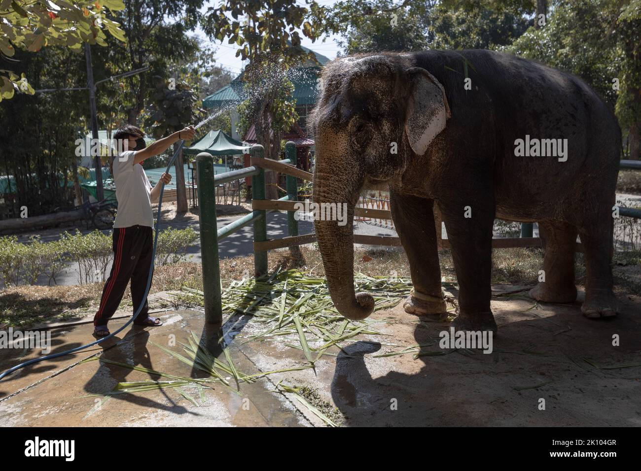 Lampang, Thaïlande. 10th janvier 2022. Le gardien d'éléphant lave l'éléphant Chand Nuan aux amis de l'hôpital asiatique des éléphants. L'hôpital des amis de l'éléphant d'Asie, dans le nord de la Thaïlande, est le premier hôpital d'éléphants au monde. Depuis 1993, il a traité les éléphants avec des maladies allant des infections oculaires aux blessures par mines terrestres. (Image de crédit : © Ana Norman Bermudez/SOPA Images via ZUMA Press Wire) Banque D'Images