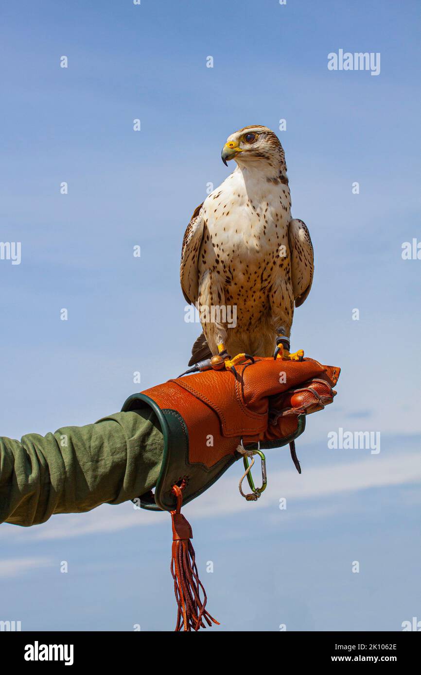 Faucon pèlerin (Falco Peregrinus) assis sur le bras avec le gant en cuir d'un expert falconique avec fond bleu ciel. Banque D'Images