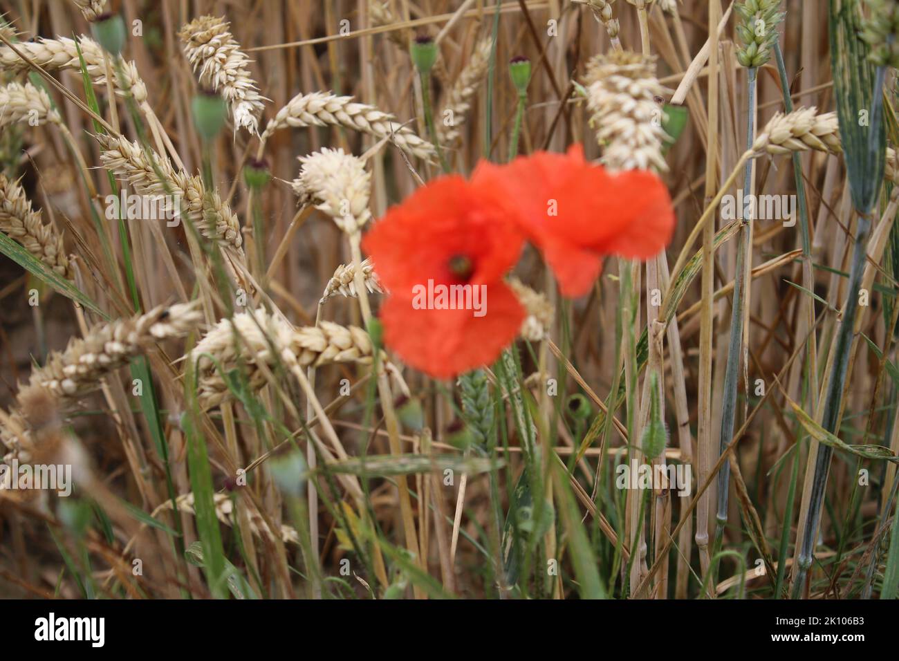 Photo du coquelicot rouge. Scène d'été dans la nature. Fleurs sauvages en gros plan. Blé mûr. STAMEN et pistil. Usine industrielle. Champ agricole. Plantes biologiques. Banque D'Images