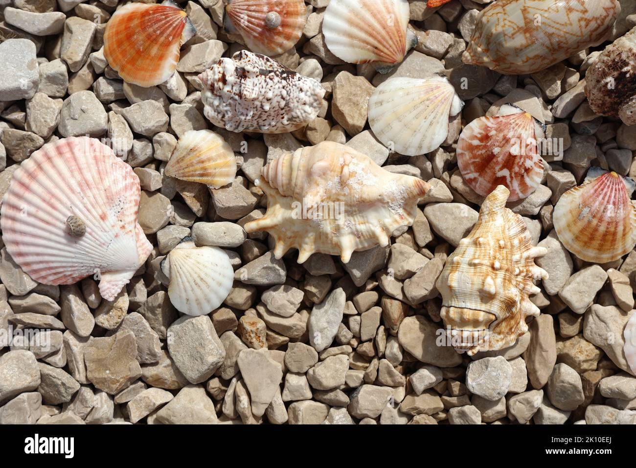 Les coquillages sont dispersés sur la plage rocheuse. Banque D'Images