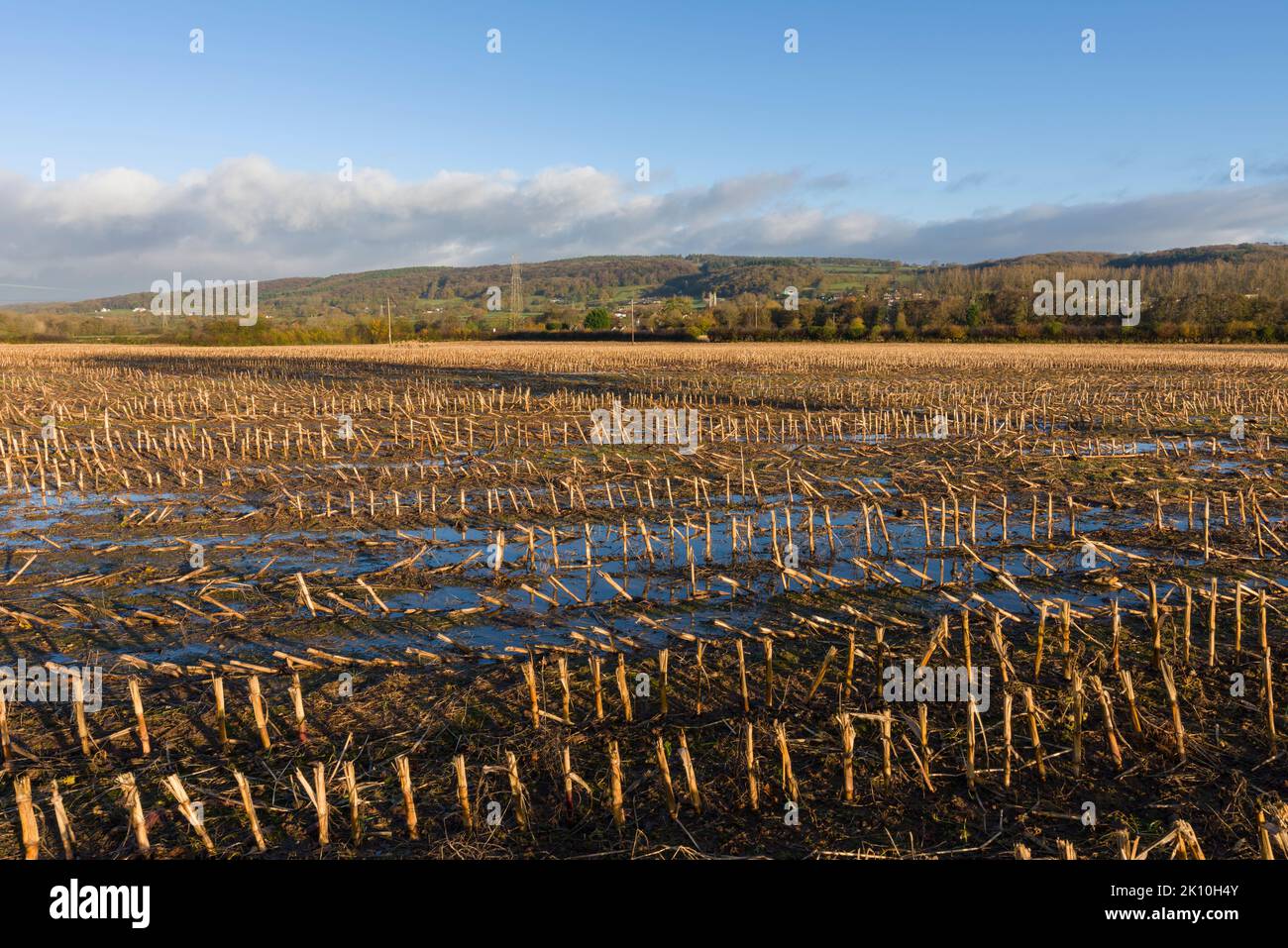 Un champ engorgé avec des poils de récolte laissés lors d'une récolte précédente à la fin de l'automne. Wrington, North Somerset, Angleterre. Banque D'Images