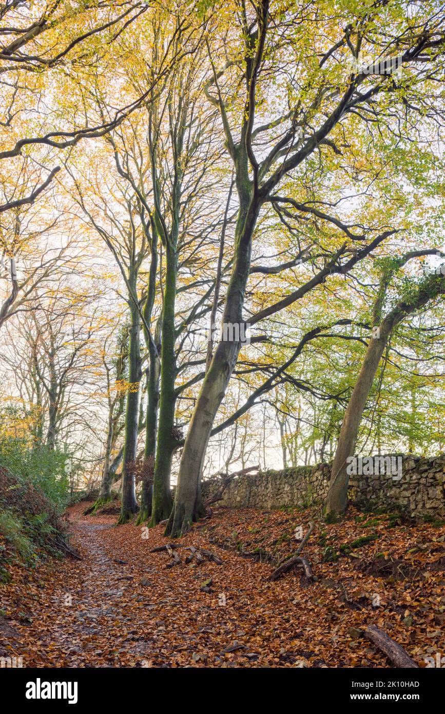 Un chemin de pont à travers une forêt de hêtres à la fin de l'automne sur le bord de Dolebury Warren dans le paysage national de Mendip Hills, North Somerset, Angleterre. Banque D'Images