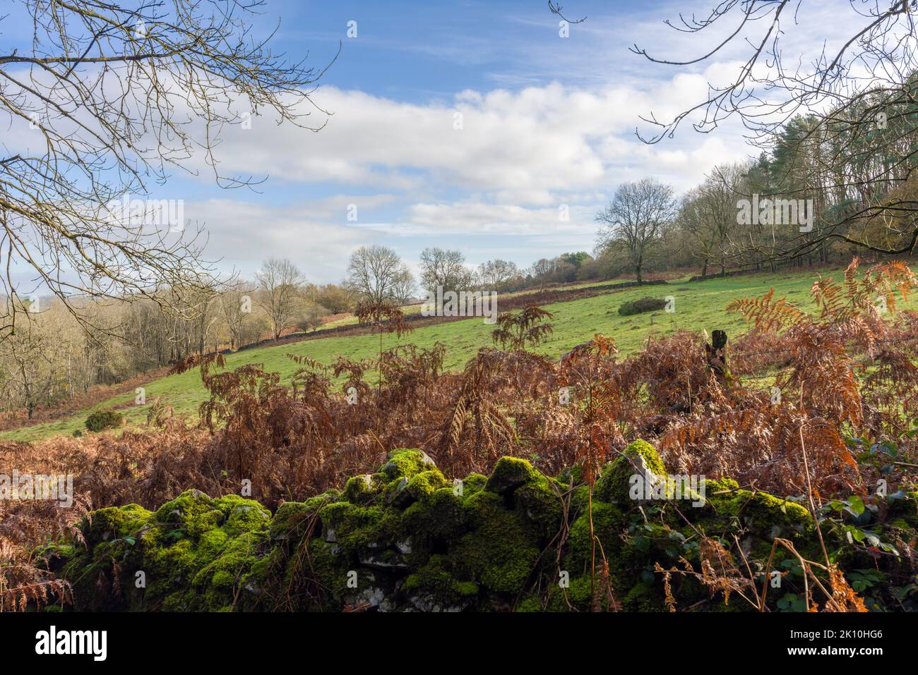 Dolebury Warren dans la région des collines de Mendip d'une beauté naturelle exceptionnelle à la fin de l'automne, dans le nord du Somerset, en Angleterre. Banque D'Images