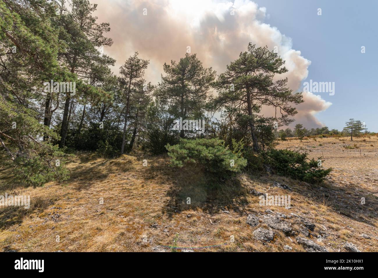 Le feu de forêt fait des ravages sur le causse de sauveterre. Montuejols, Aveyron, Cévennes, France. Banque D'Images