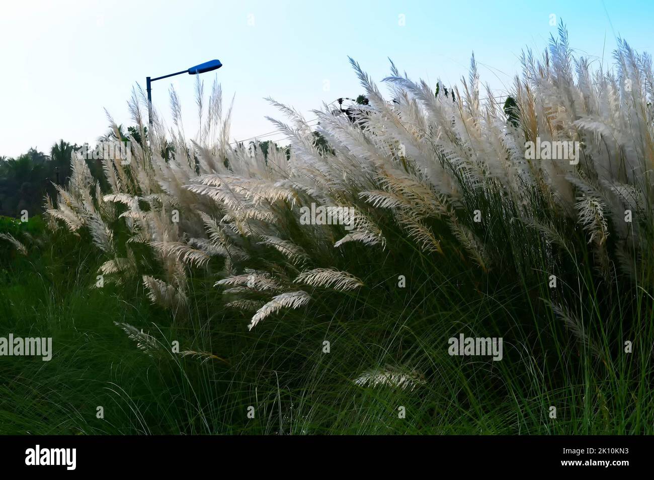 Kaash ou Kans herbe oscillant dans la brise, Saccharum spontaneum, ciel bleu et blanc nuages de la saison d'automne en arrière-plan , Kolkata, Bengale occidental, Banque D'Images