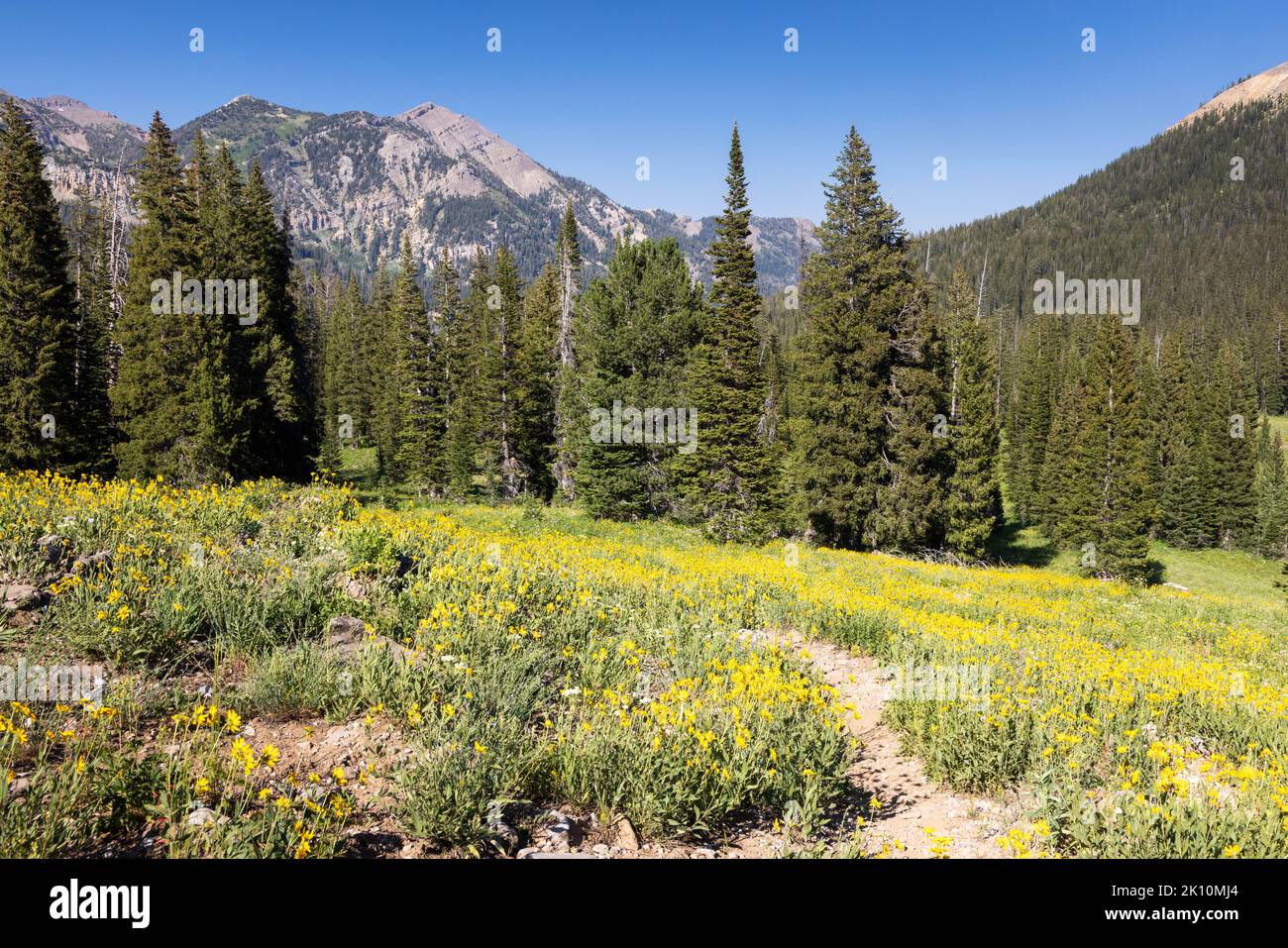 La fourche moyenne de Granite Canyon Trail serpentant à travers un grand pré subalpin couvert de fleurs sauvages arnica. Parc national de Grand Teton, Wyoming Banque D'Images