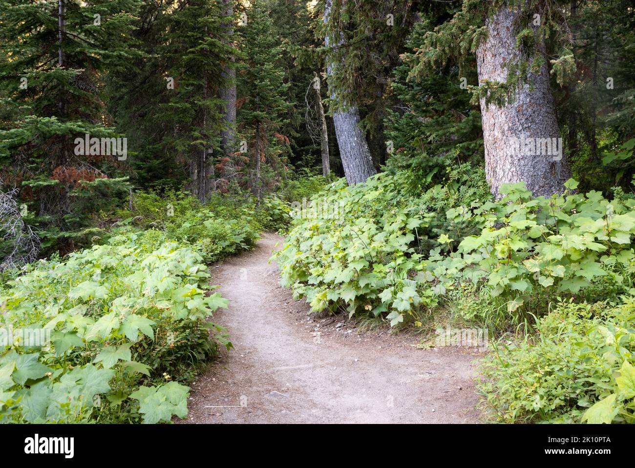 Le sentier Cascade Canyon Trail s'enroule à travers un pré et dans des bois denses. Parc national de Grand Teton, Wyoming Banque D'Images