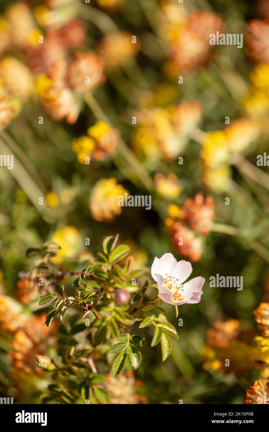 Séchant des lits de semis en masse d'Anthyllis vulneraria, de la ptychine commune, de la ptychine rénale, de l'isoète, sur les terres de craie du Surrey, en Angleterre Banque D'Images
