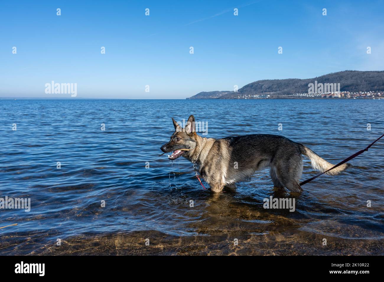 Un jeune Berger allemand dans un lac. Race de ligne de travail de couleur de sable. Bleu de l'eau et des montagnes en arrière-plan Banque D'Images