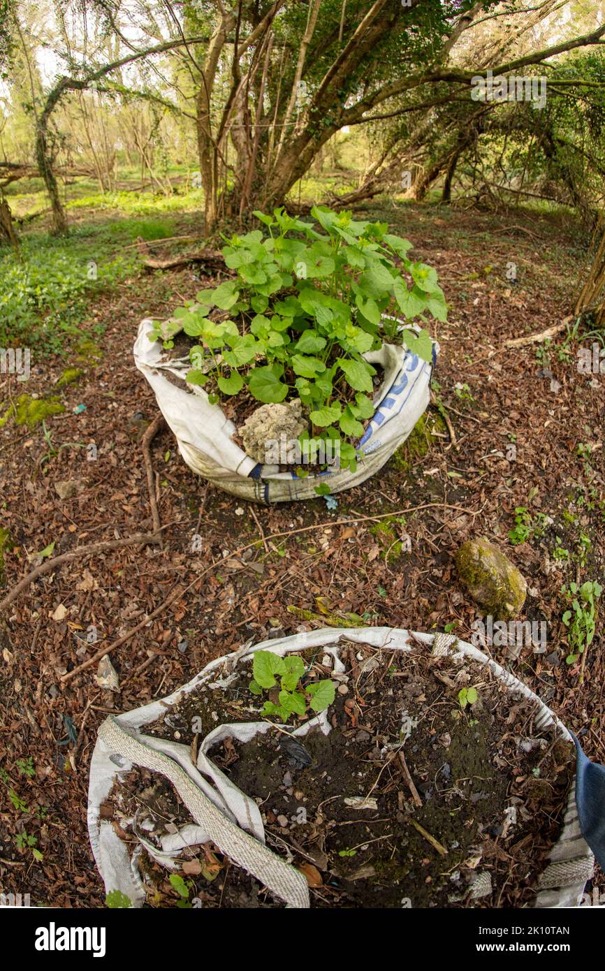 Alliaria petiolata, moutarde à l'ail, poussant dans les sacs de construction jetés dans l'environnement d'une forêt naturelle Banque D'Images