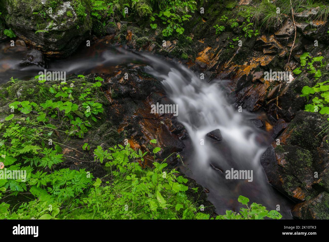 Javori creek dans le parc national de Krkonose en été matin humide Banque D'Images