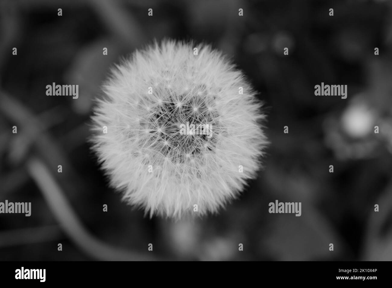 un magnifique pissenlit blanc dans une herbe verte douce sur un fond idyllique d'un jour d'automne nuageux Banque D'Images